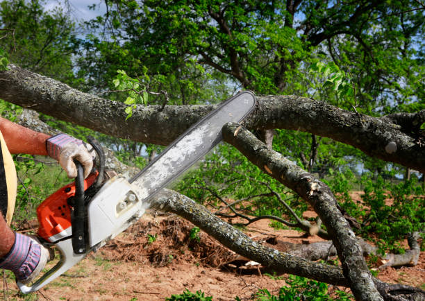 Best Tree Pruning Services  in Kennewick, WA